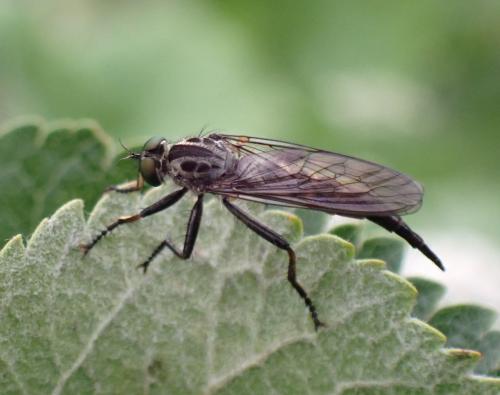 Neoitamus sp.